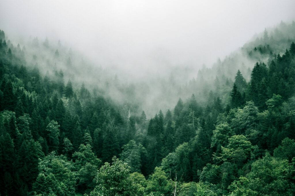 Marita-kavelashvili-ugnrxk1129g-unsplash Chêne Traverse